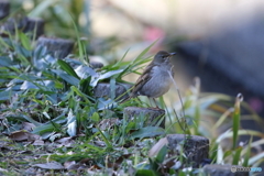 野鳥