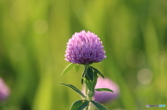 街の花