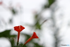 街の花