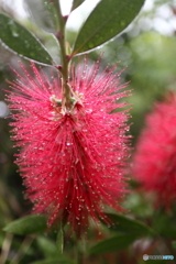 街の花