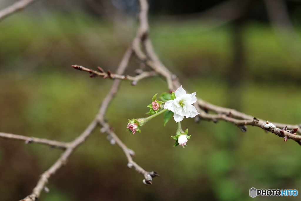 街の花