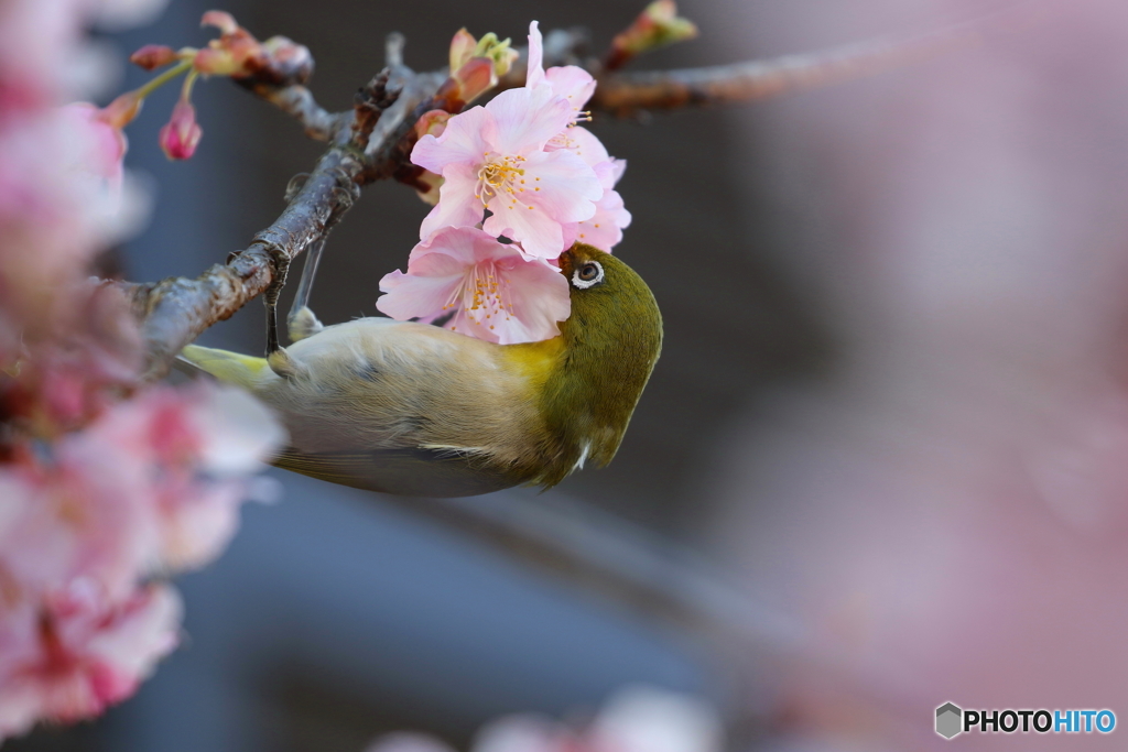野鳥