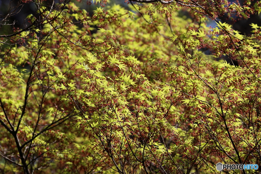 街の花