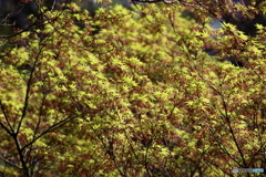 街の花