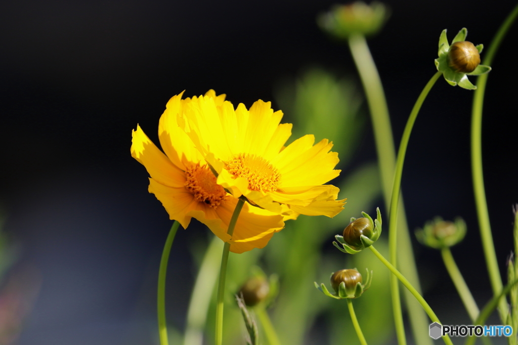街の花