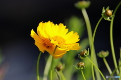 街の花