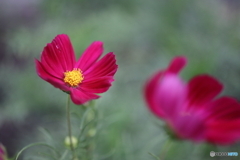 街の花