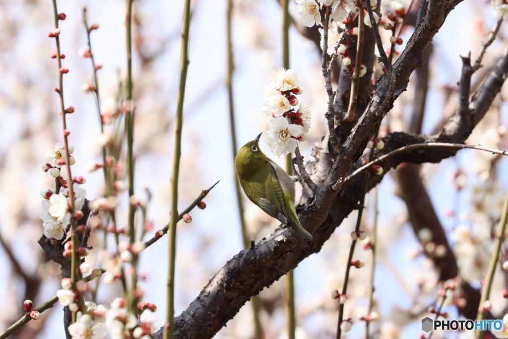 郷土の森