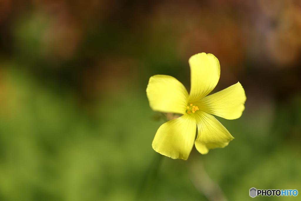 街の花