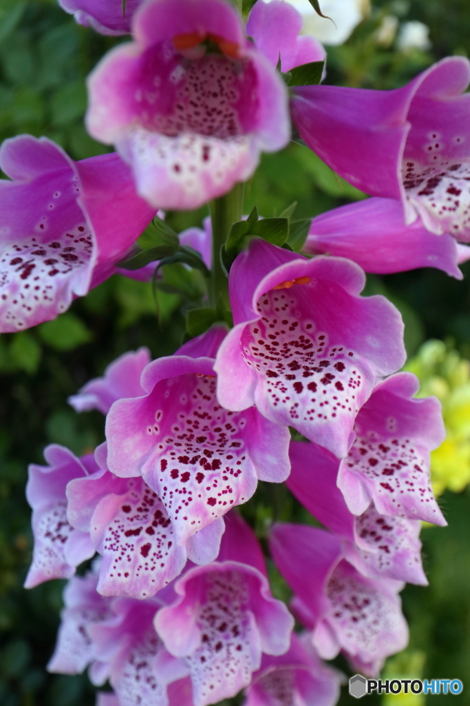 街の花