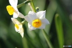 街に咲く花