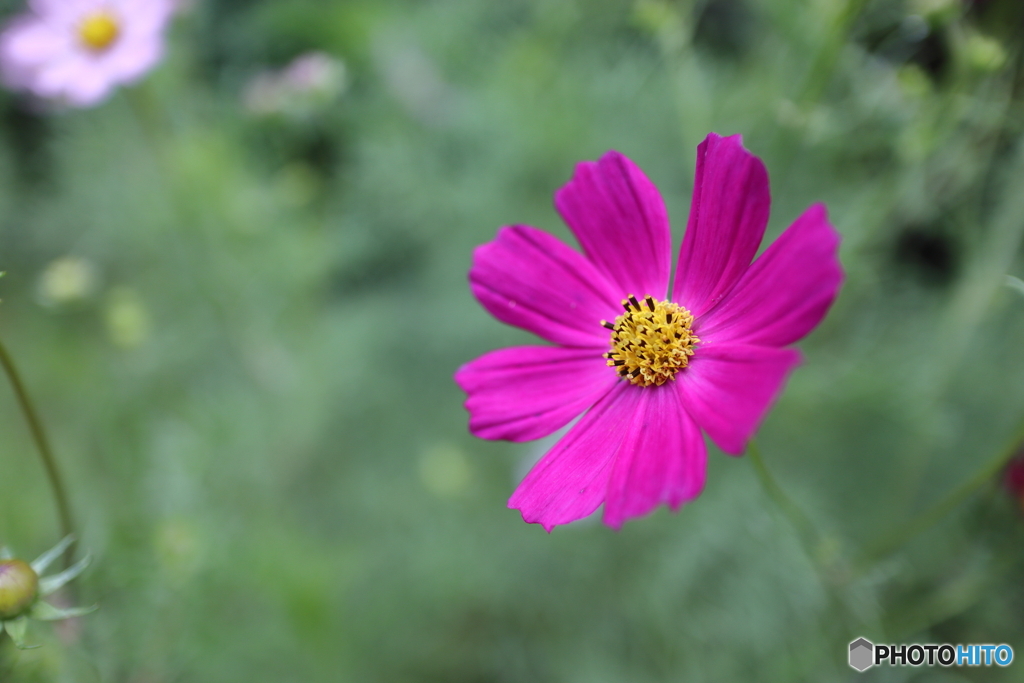 街の花