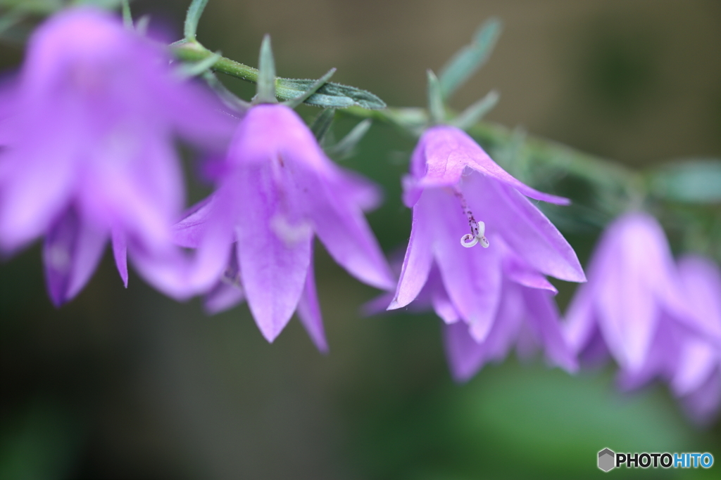 街の花