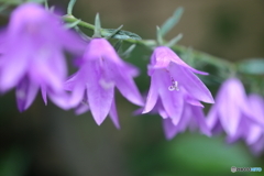 街の花