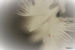 夢幻