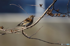野鳥