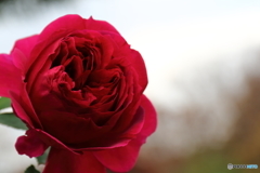街の花