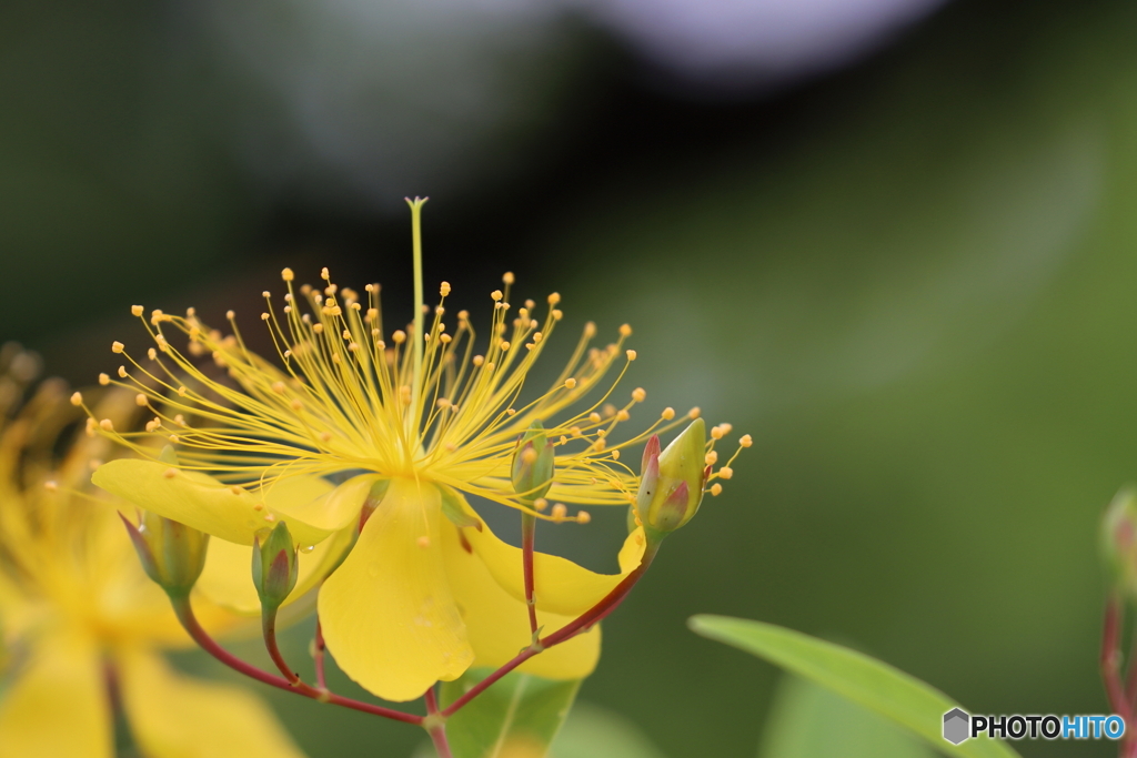  街の花