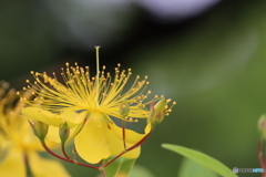  街の花