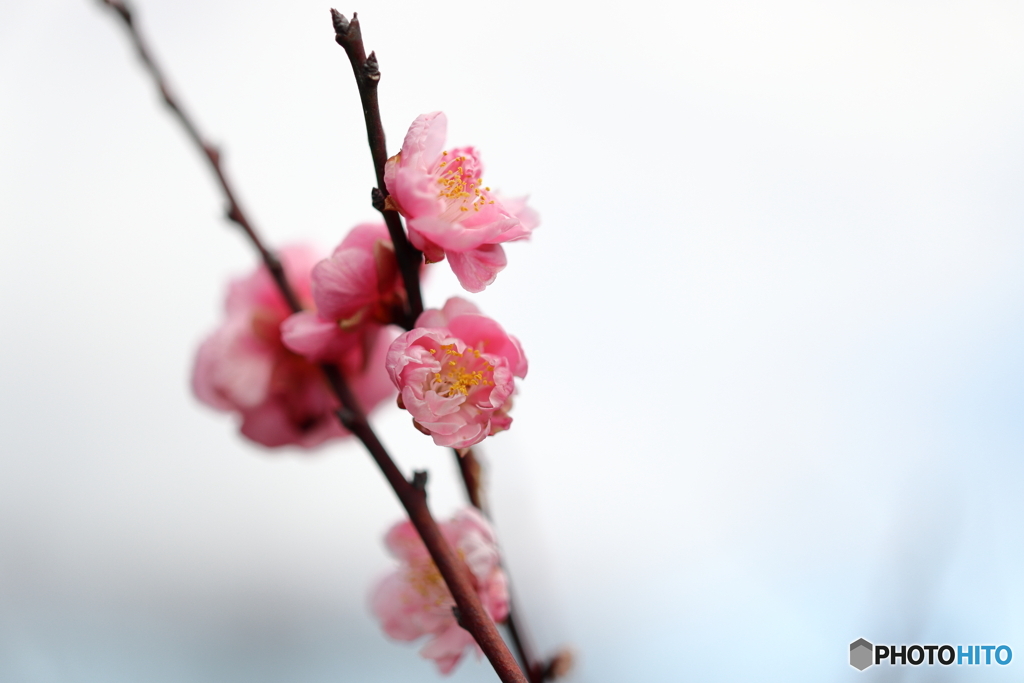 園の花