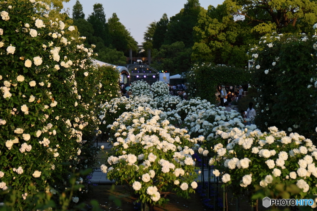 街の花