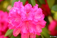 街の花