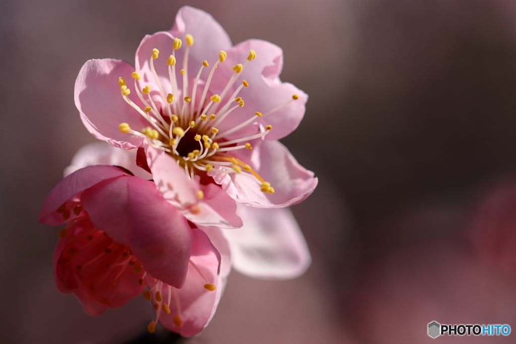 園の花