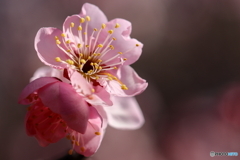 園の花