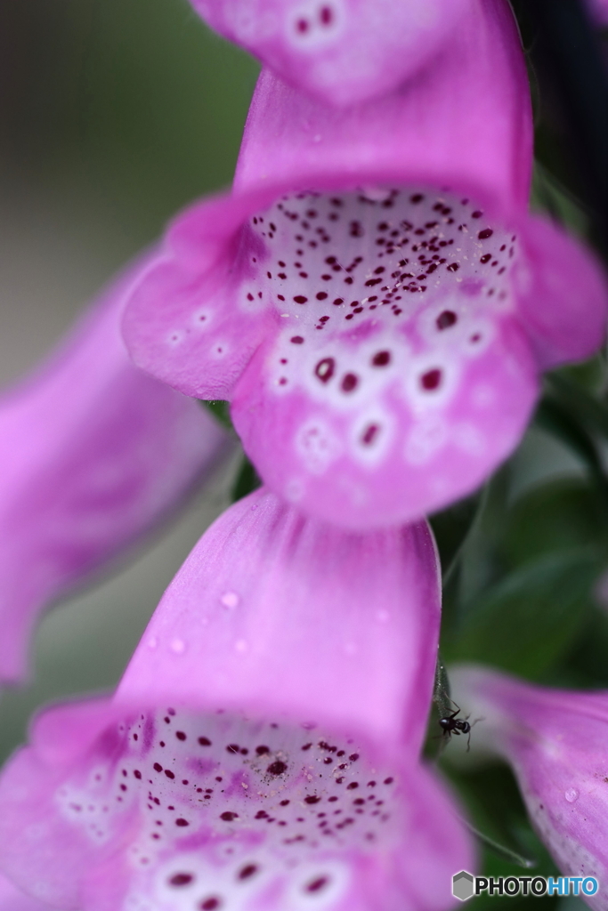 街の花