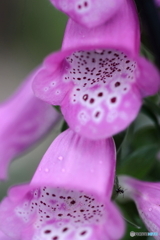 街の花