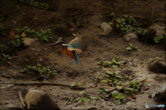 カワセミ
