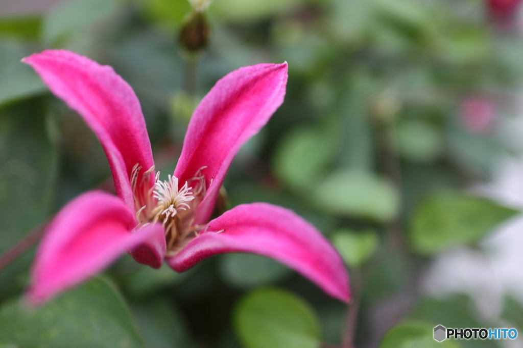 街の花