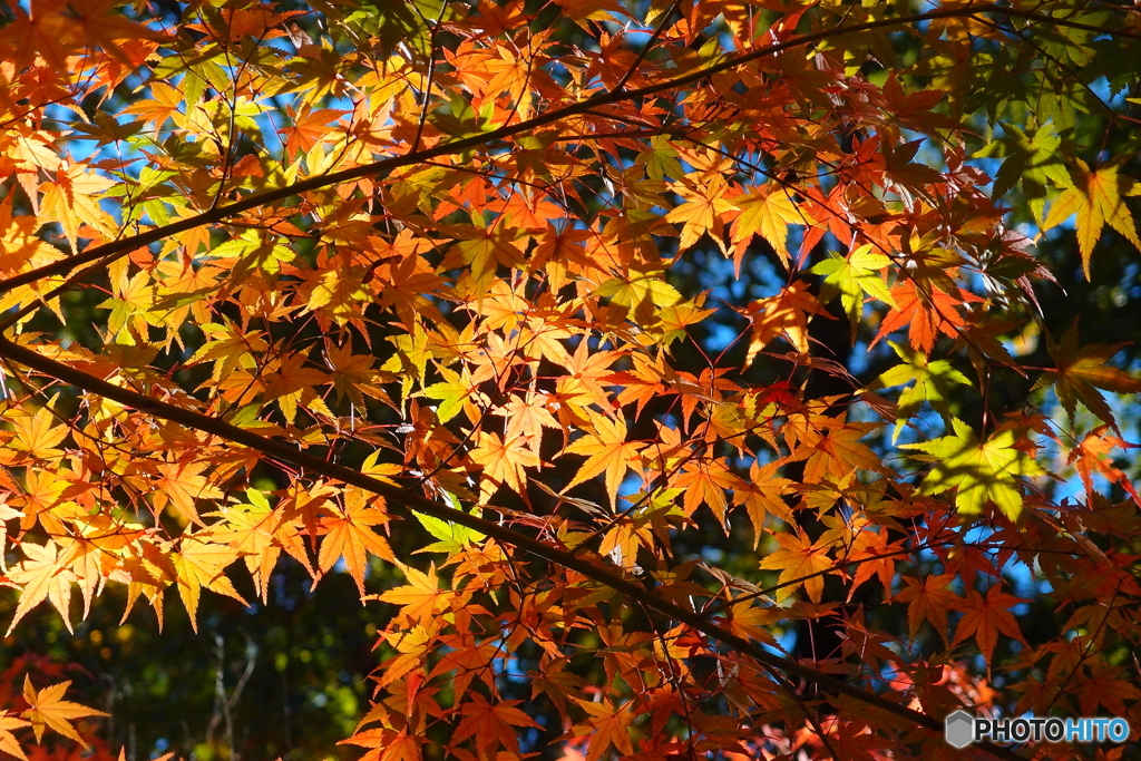 昭和記念公園