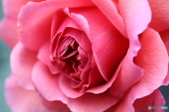 街の花