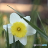 街の花