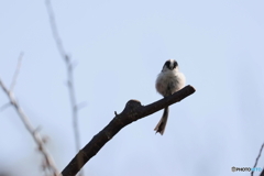 野鳥