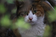 野良猫