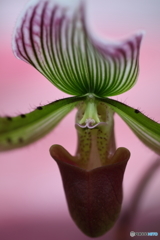園の花