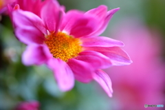 園の花