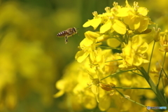 菜の花