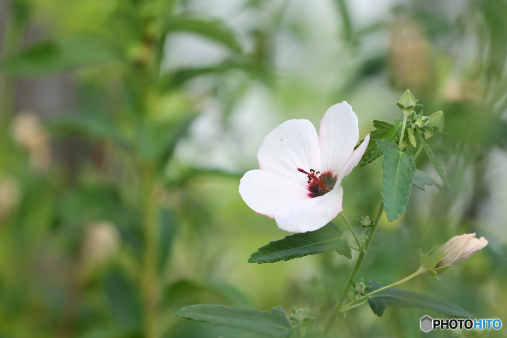 街の花
