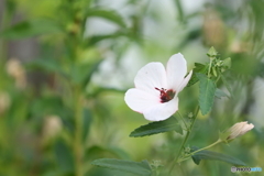 街の花