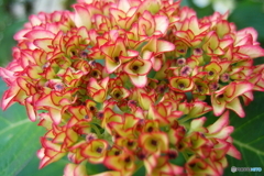 街の花