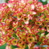 街の花