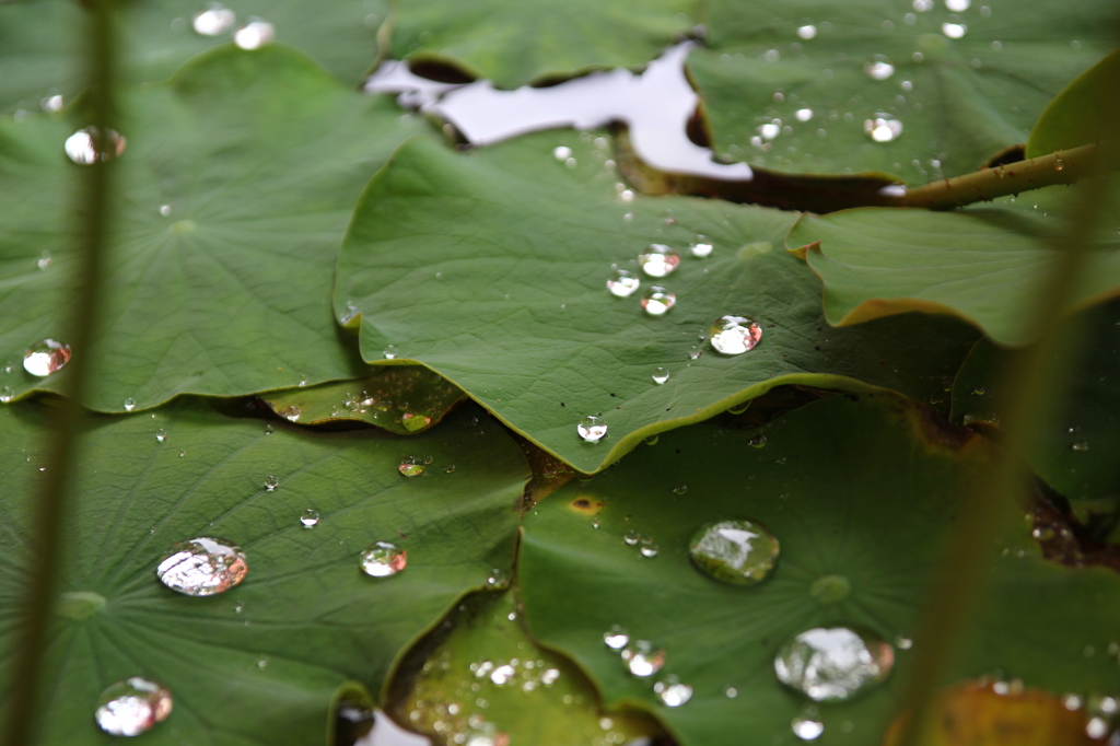 梅雨