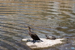 野鳥