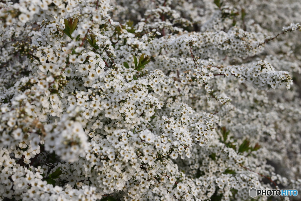 街の花