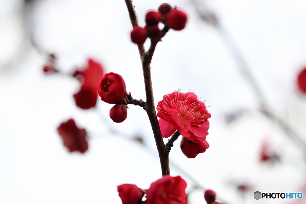 園の花