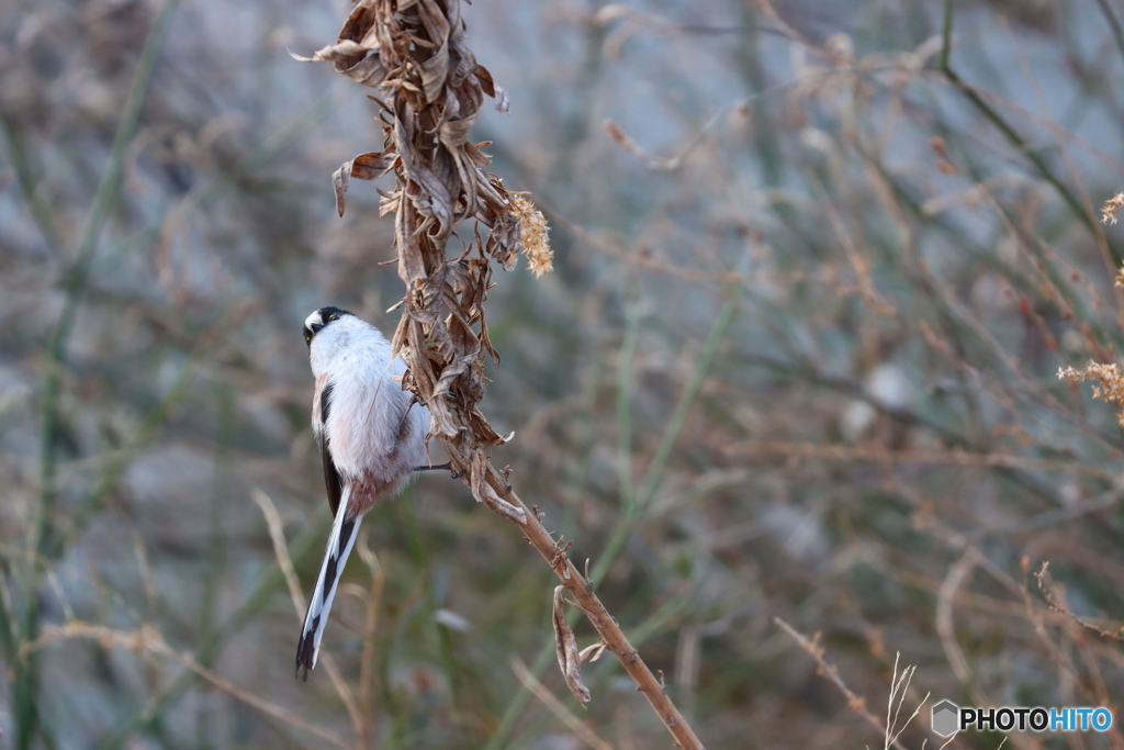 野鳥