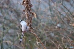 野鳥